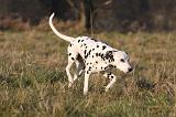 DALMATIEN 416